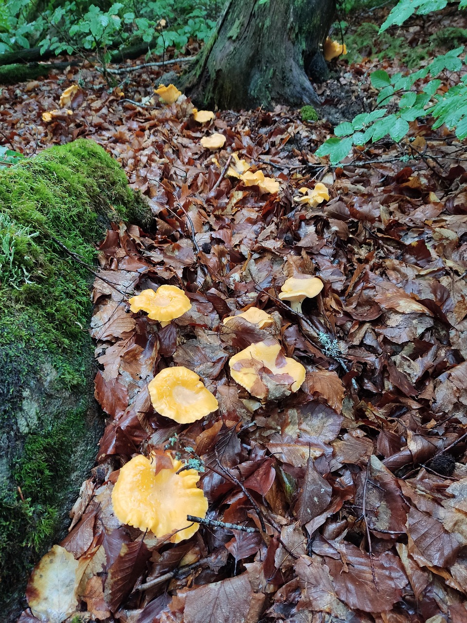 Chanterelles In The Free photo on Pixabay Pixabay