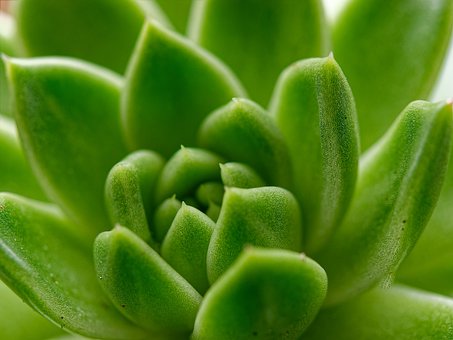Suculento, Planta, Verde, Antecedentes