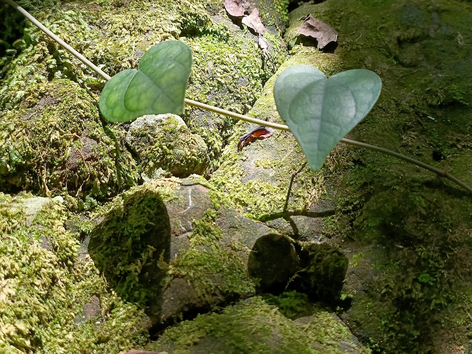 Green Leaf Heart Free photo on Pixabay Pixabay