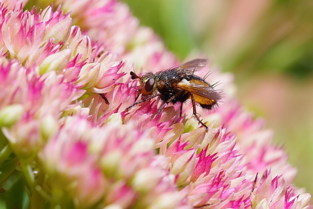 Pretty Fly Insect Fly Insect Flowers - Free photo on Pixabay - Pixabay