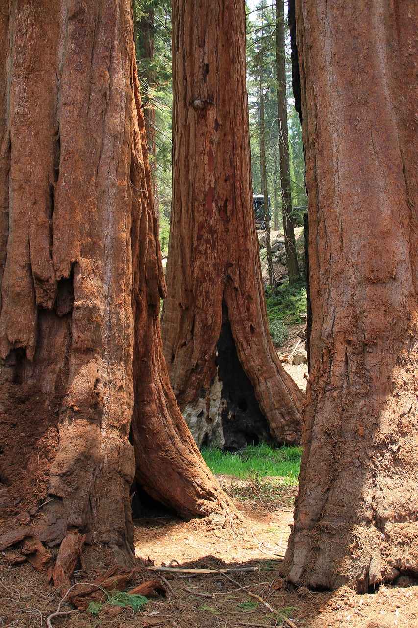 Sequoia Trees Giant - Free photo on Pixabay - Pixabay