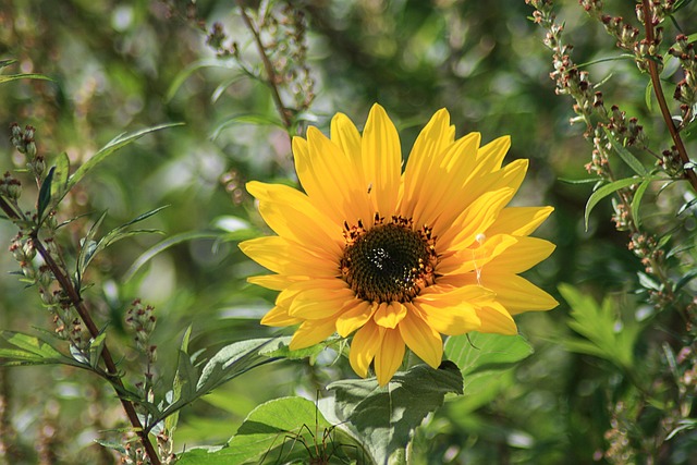 Free Nature Yellow photo and picture