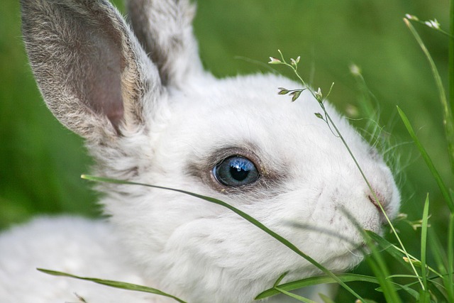 Free Rabbit Easter photo and picture