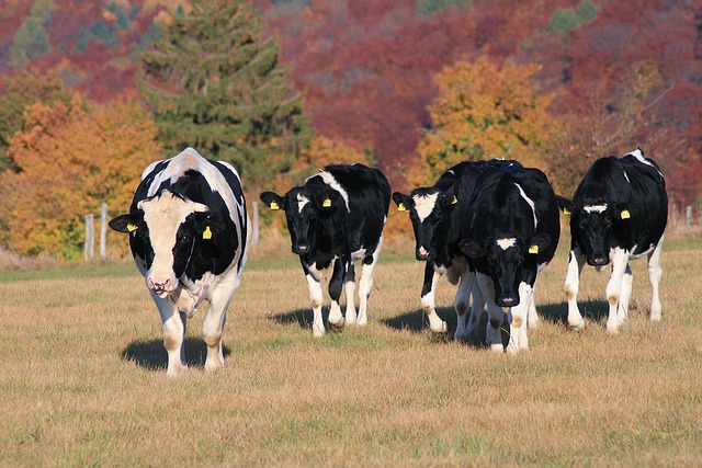 Free Cows Bovine photo and picture