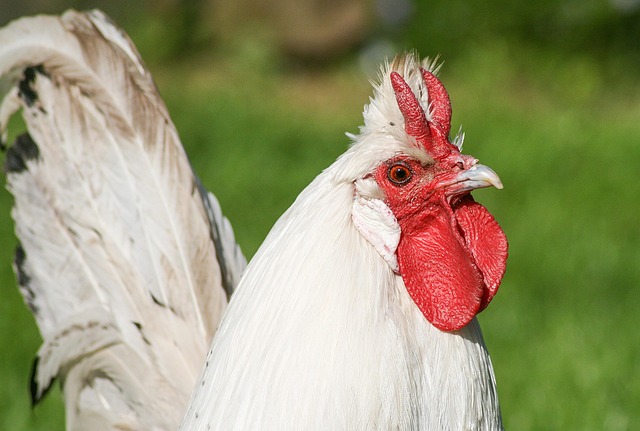 Free Pointed Hood Hen Chicken photo and picture