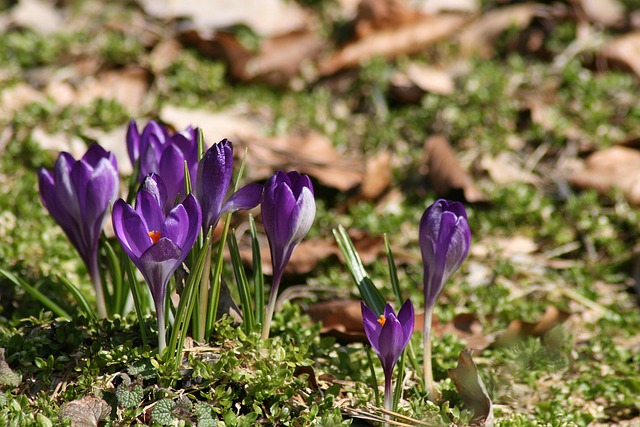 Free Purple Crocuses Violet Flowers photo and picture