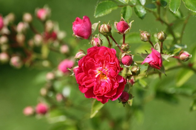 Free Roses Pink Flowers photo and picture