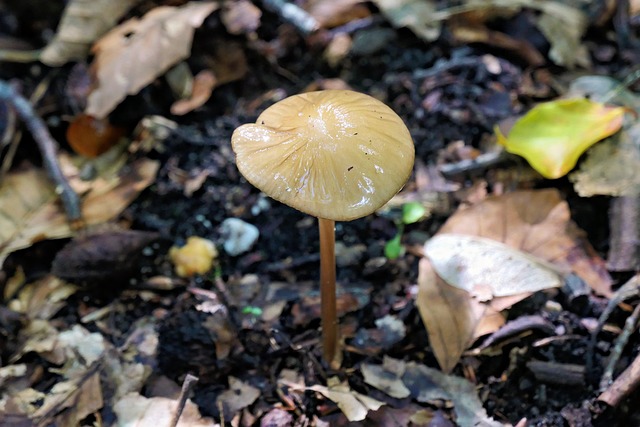 Pilz, Schleimmörtel, Waldboden