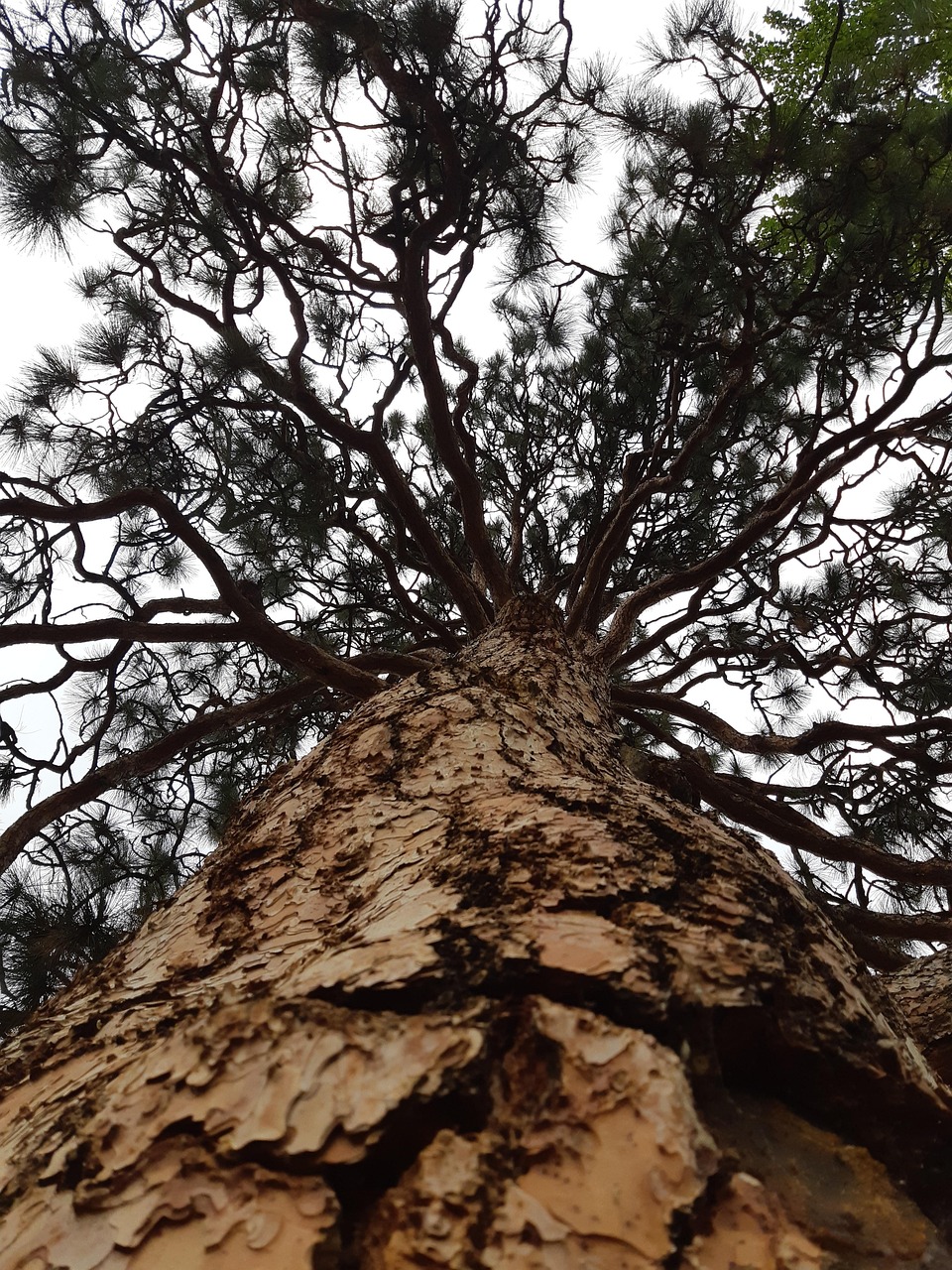 Tree Up Bark Free photo on Pixabay