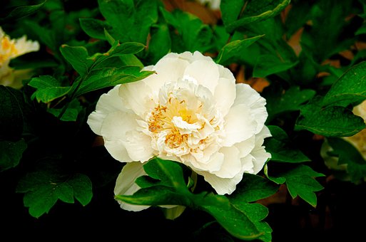 Blume, Blumen, Pfingstrose