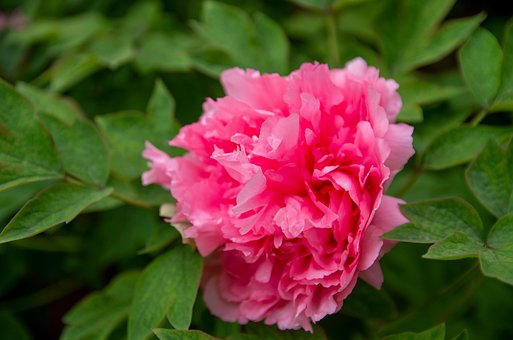 Pfingstrose, Blume, Pflanze, Rosa