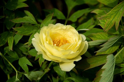 Pfingstrose, Blume, Pflanze, Gelb