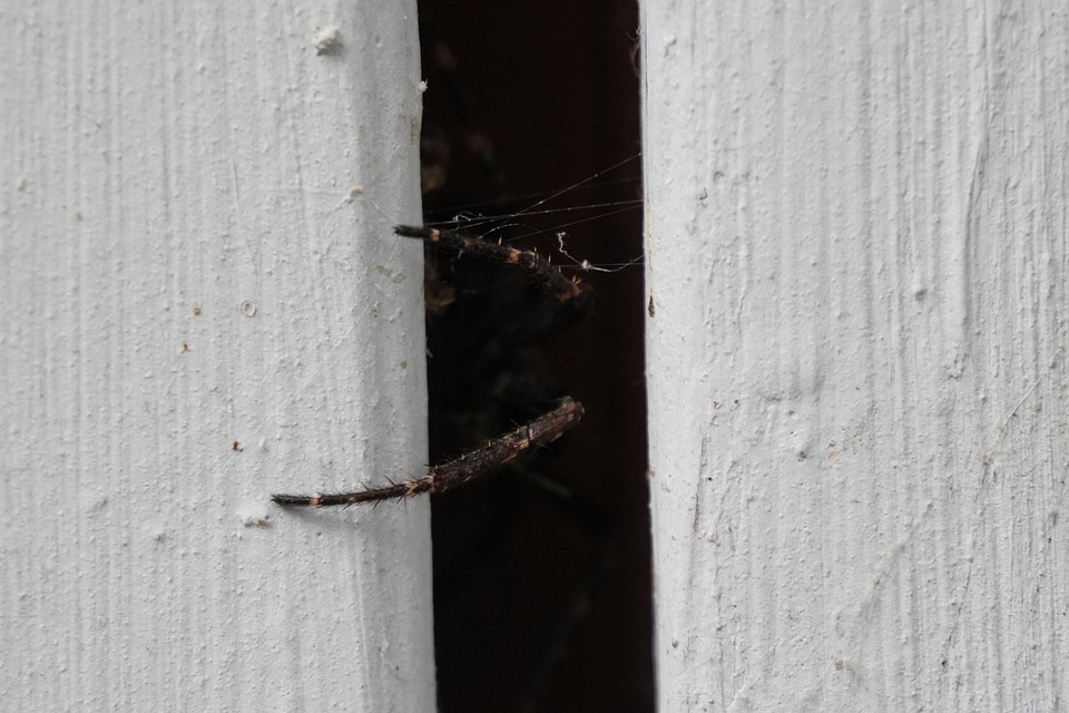 Spider Hide Legs Free photo on Pixabay Pixabay