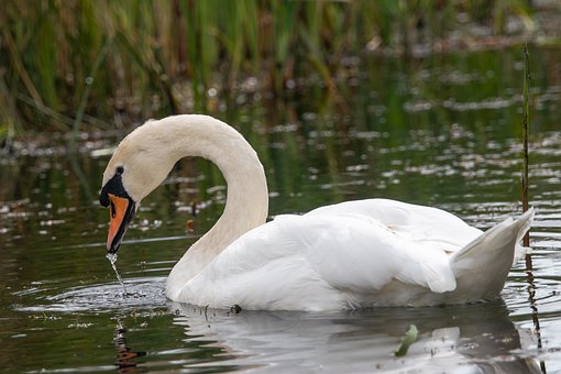 Vogel, Schwan, Schnabel, Federn, Wasser