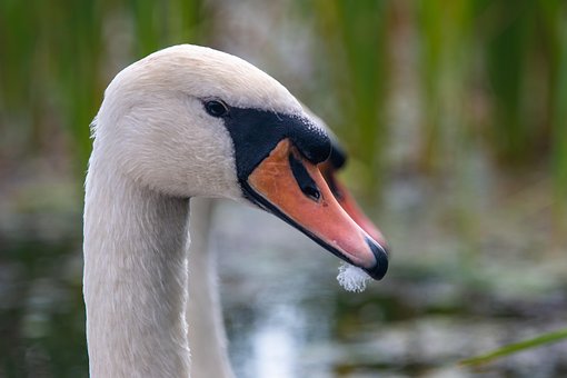 Free Bird Swan photo and picture