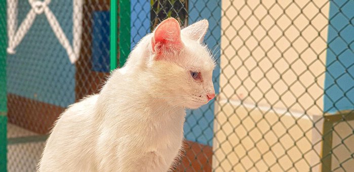 Camioneta, Gato, Pavo, Kitty, Blanco
