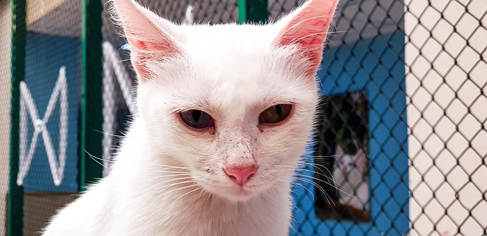 Camioneta, Gato, Amarillo, Azul, Ojos