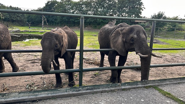 Free Elephants Animal Enclosures photo and picture