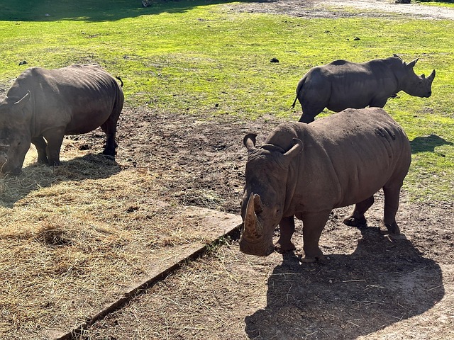 Free Rhino Zoo photo and picture