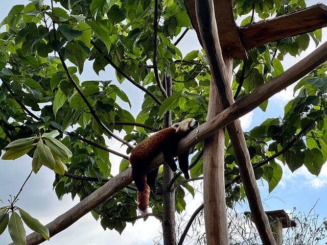 Free Zoo Animal Enclosures photo and picture