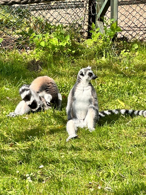 Free Zoo Animal photo and picture