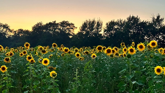 Free Sunflower Sunset photo and picture