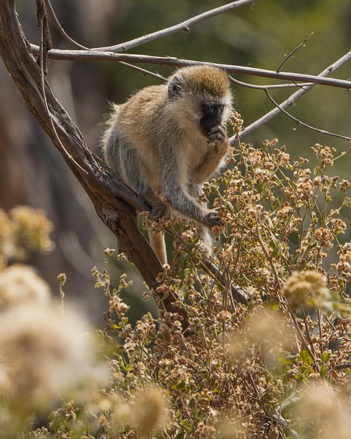 Free Squirrel Monkey Tree photo and picture