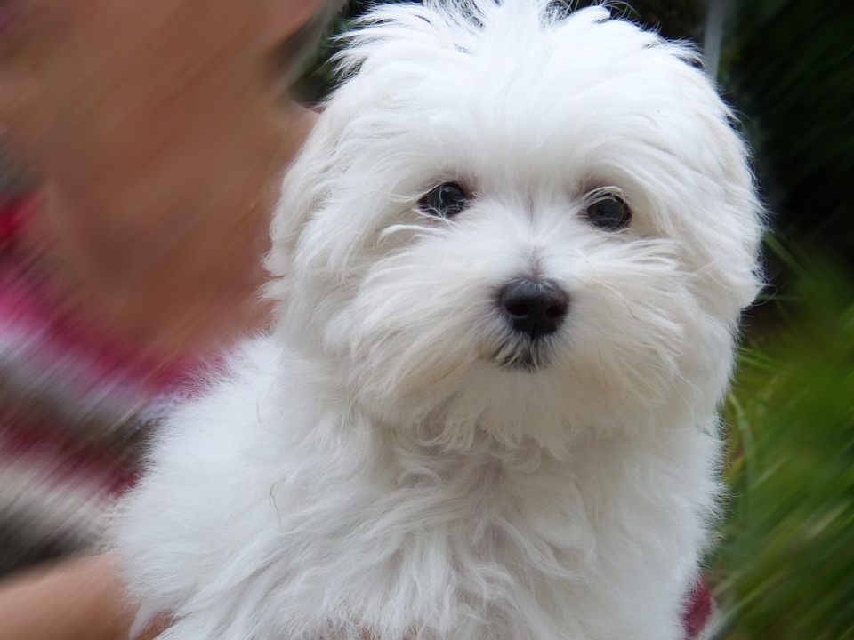犬 白犬 ビション - Pixabayの無料写真 - Pixabay