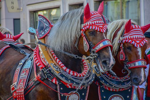 Free Horses Cold Blooded photo and picture
