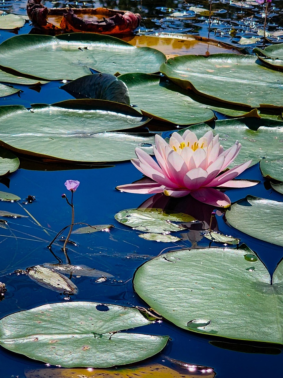 荷花, 池塘, 莉莉帕德, 禅, 粉色的, 花