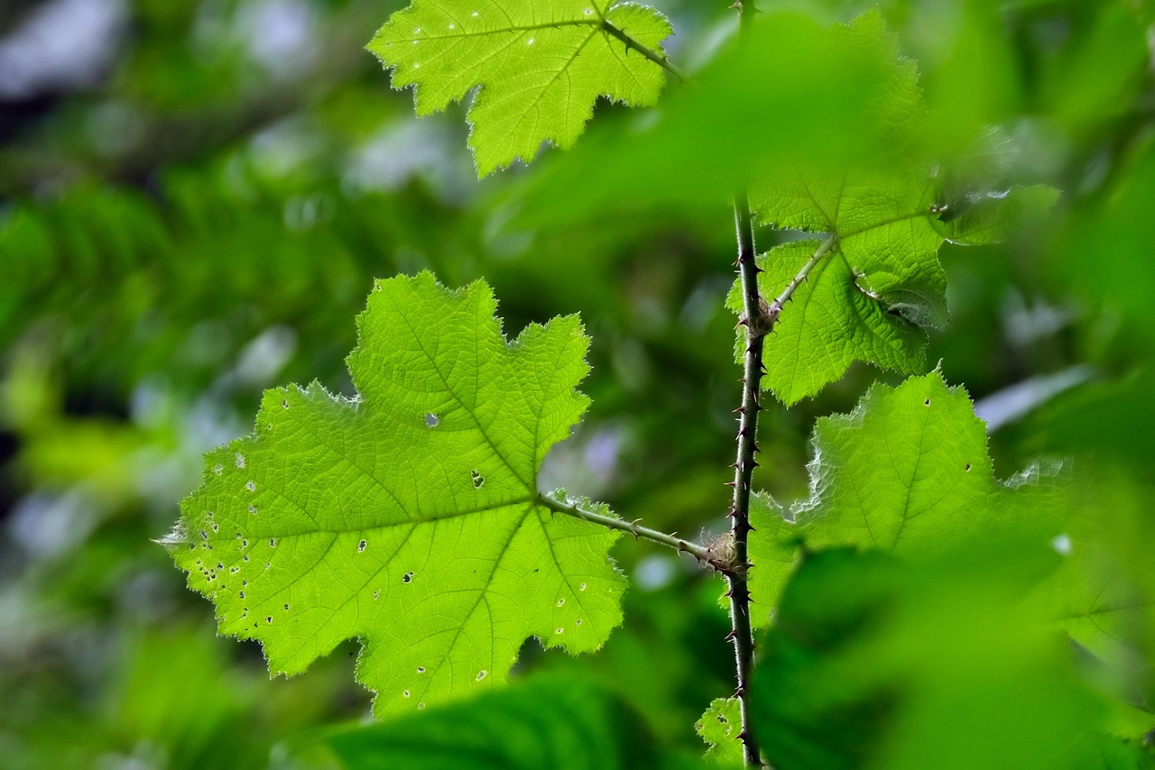 树叶 枝杈 植物 - Pixabay上的免费照片 - Pixabay