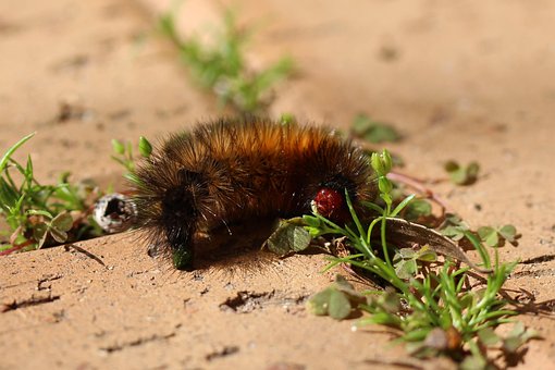 Free Caterpillar Woolly Bear photo and picture