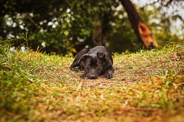 Labrador Retriever, Cachorro, Animal
