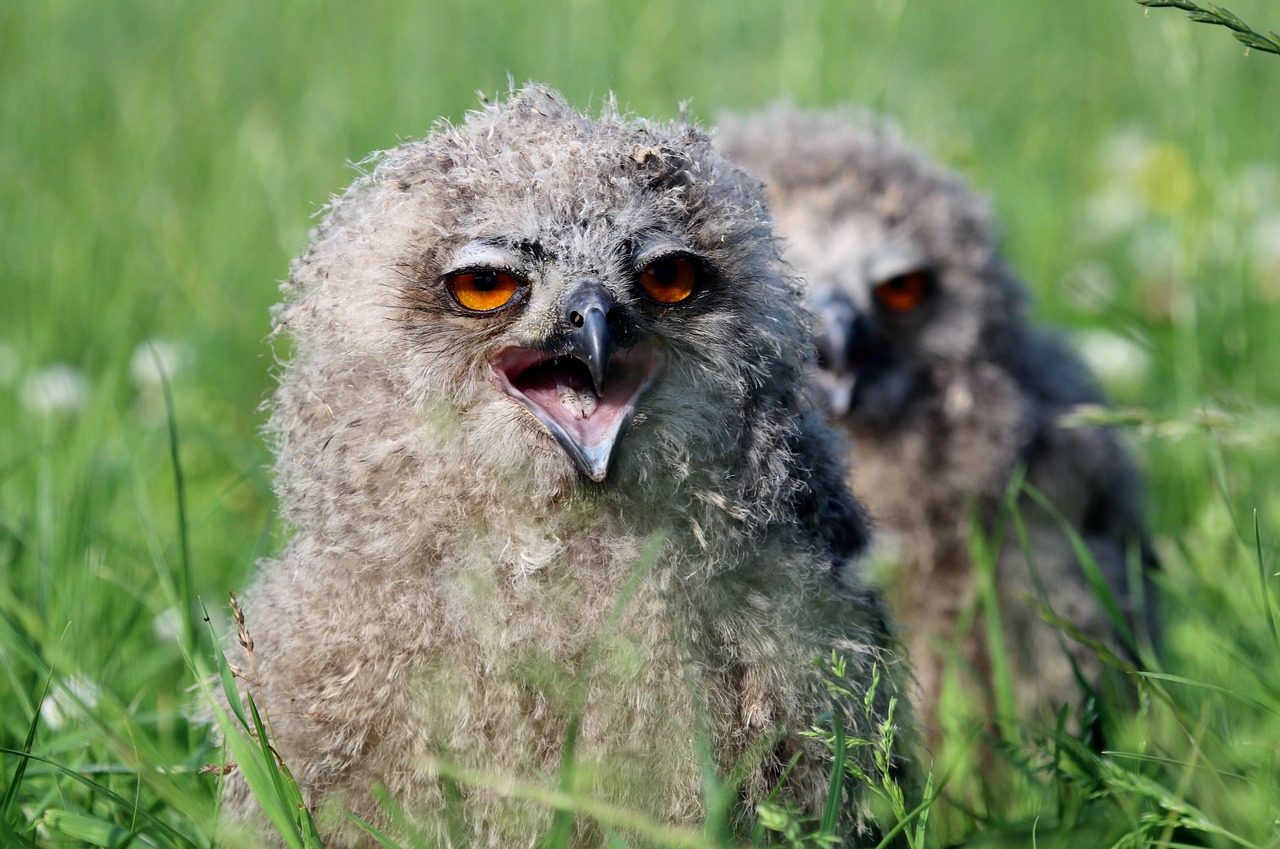 Vogel, Eule, Eurasische Uhu, Schnabel