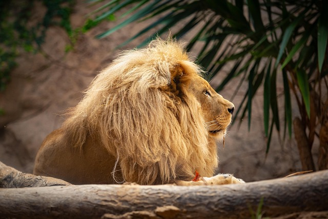 Free Lion Animal photo and picture