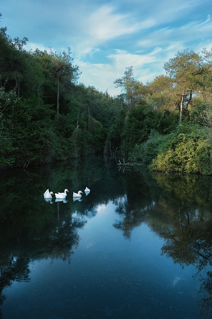 Free Nature Geese photo and picture
