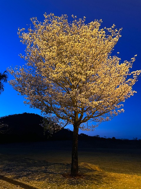 Free Ipê Nature photo and picture