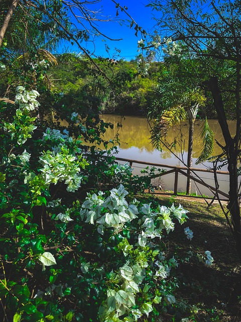 Free Lake Flowers photo and picture