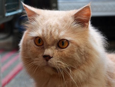 Pisică, Animal De Companie, Animal