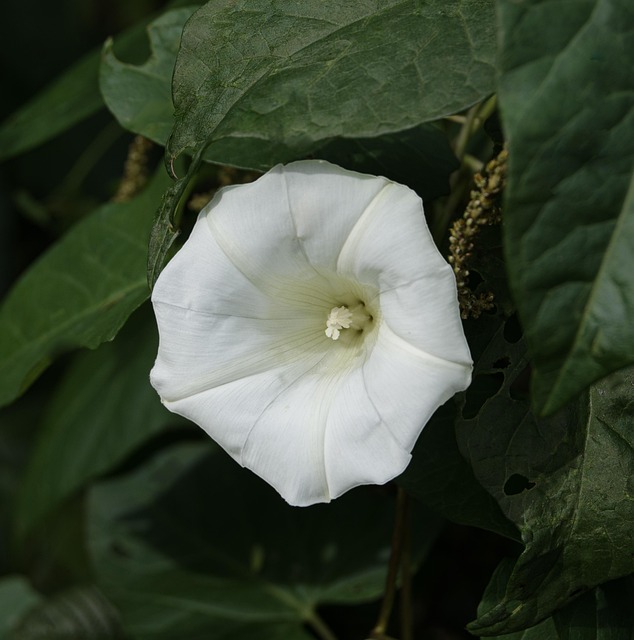 Hvit Blomst, Blomst, Blomster, Hvit