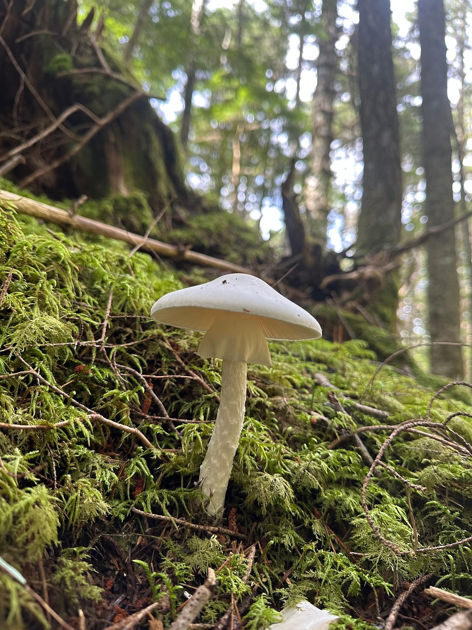 蘑菇 豆鹤茸 毒 - Pixabay上的免费照片 - Pixabay