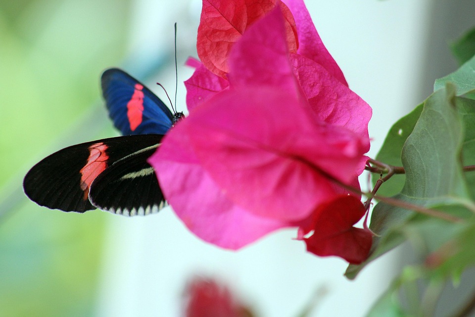 motyl-niebieski-czarny-darmowe-zdj-cie-na-pixabay-pixabay