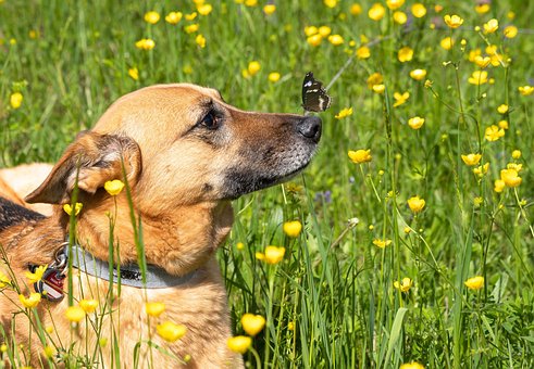 Hund, Natur, Pattedyr, Sommerfugl