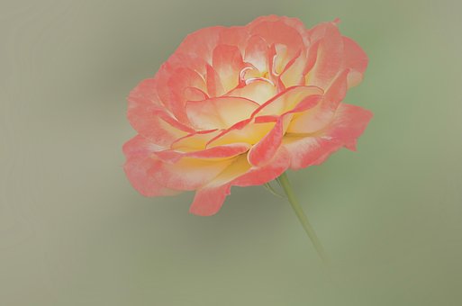 Rose, Plante, Prydplante, Rød, Blomst