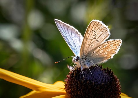 Free Blue Butterfly Butterfly photo and picture