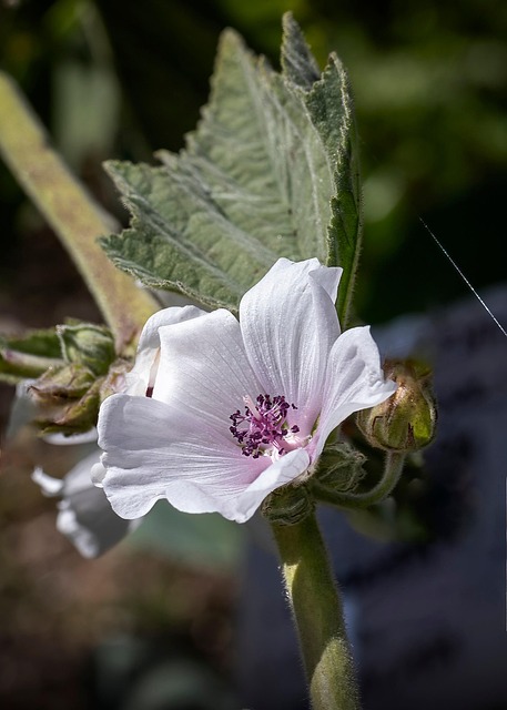 Free Flower Flora photo and picture