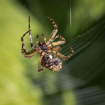 Free Spider Insect photo and picture