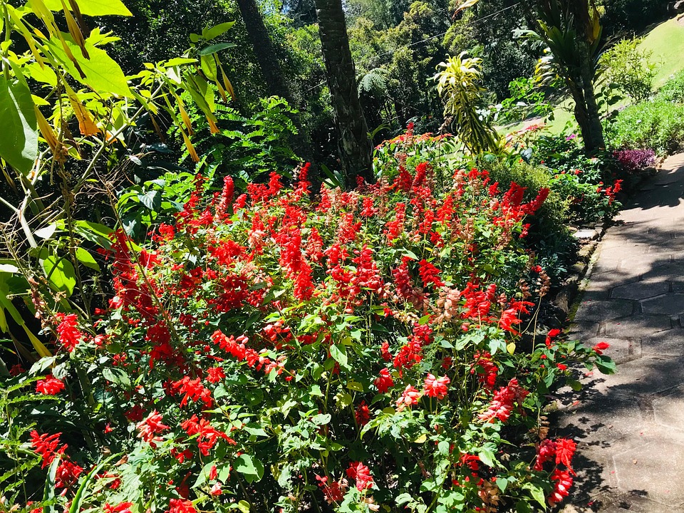 Nature Landscape Flower Free Photo On Pixabay Pixabay