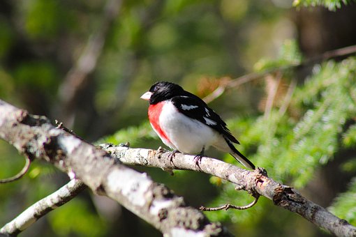 Free Bird Ornithology photo and picture