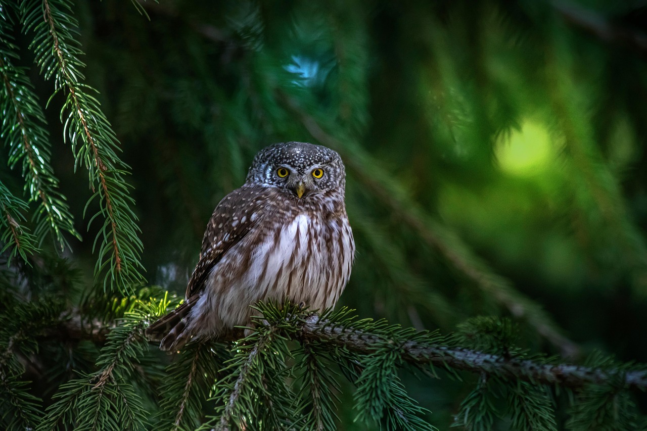 eurasian-pygmy-owl-8235621_1280.jpg